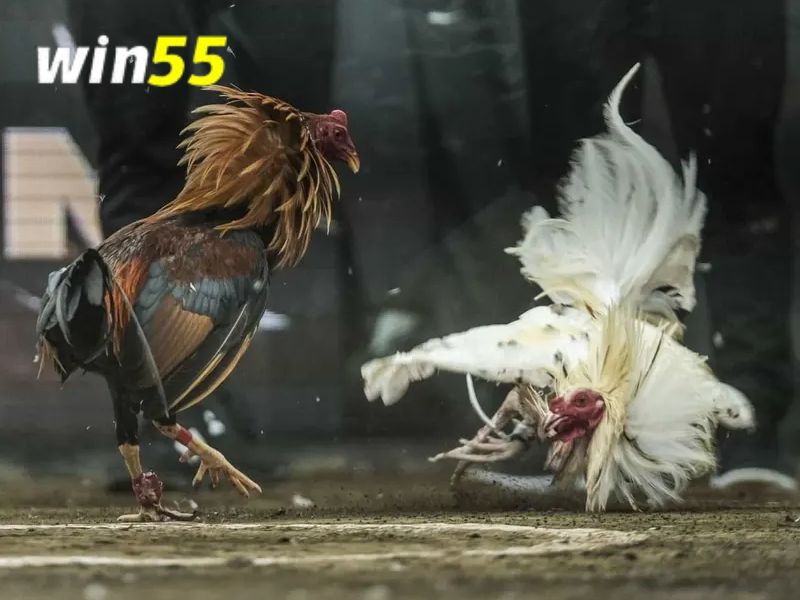 đá gà cựa sắt win55