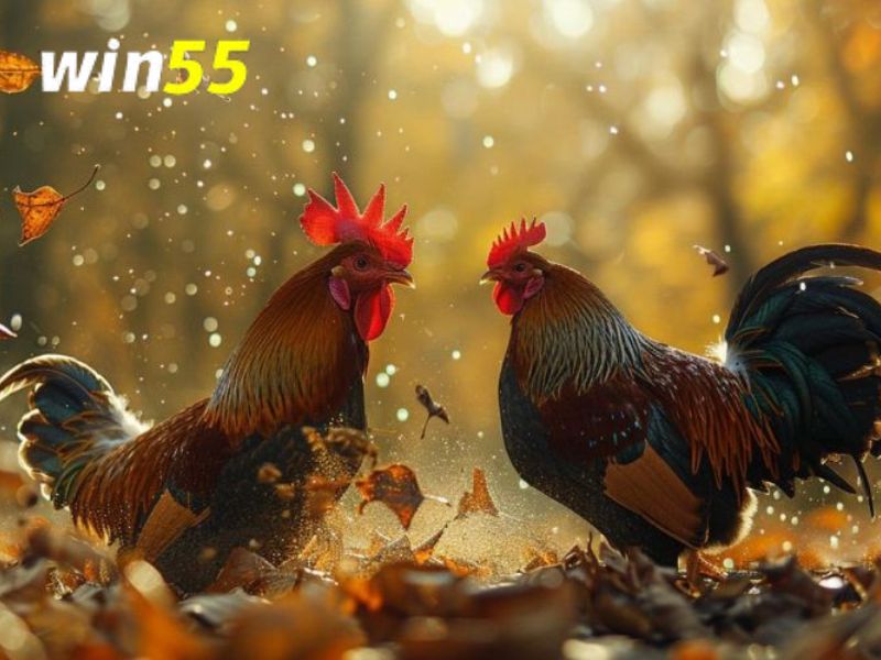 Cần phải nạp tiền trước khi tham gia game đá gà cựa sắt Win55