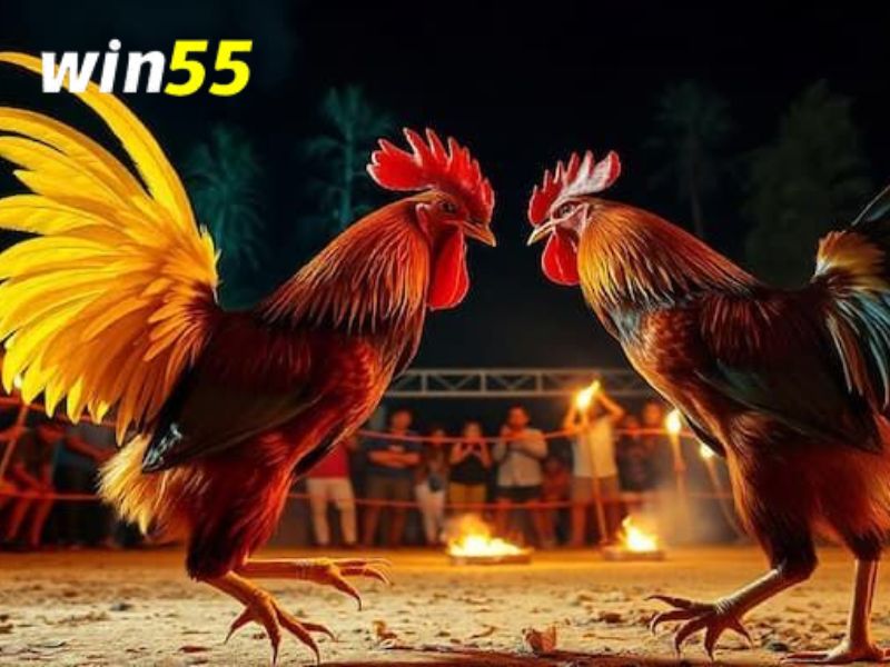 Nạp tiền vào tài khoản để tham gia game đá gà Thomo Win55