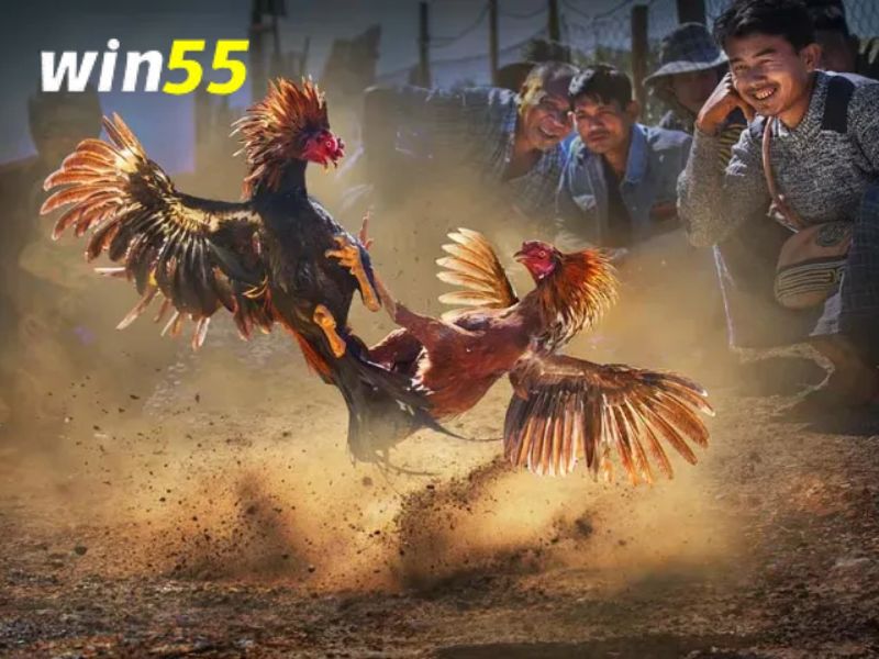 Nắm ngay các kinh nghiệm chơi game đá gà Thomo Win55 nhanh thắng nhất