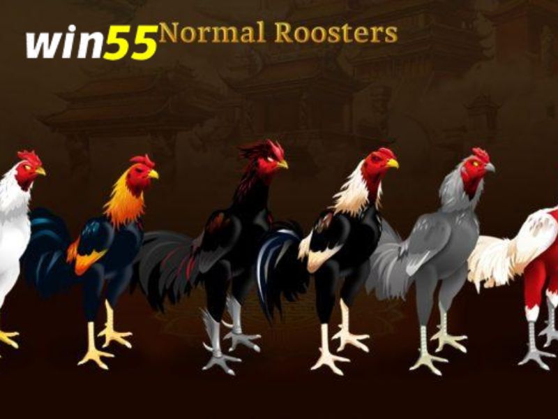 Cách tham gia game đá gà Win55 khá đơn giản và dễ hiểu